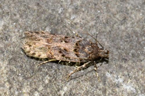 Réf. 205 526 : Teleiopsis diffinis